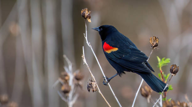 istock Red Winged Blackbird on a branch 1213878357