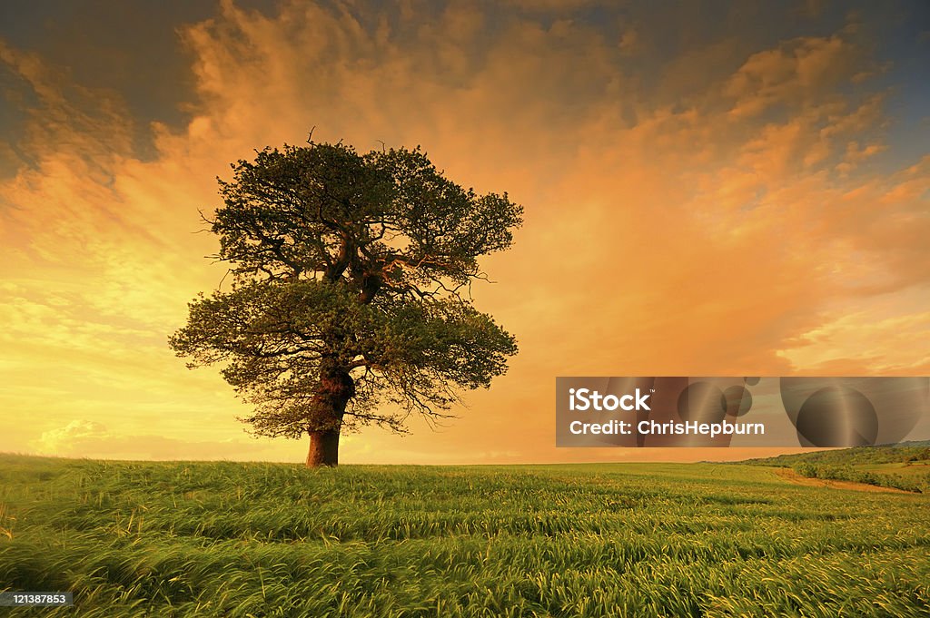 Grand Oak Tree au coucher du soleil - Photo de Nature libre de droits