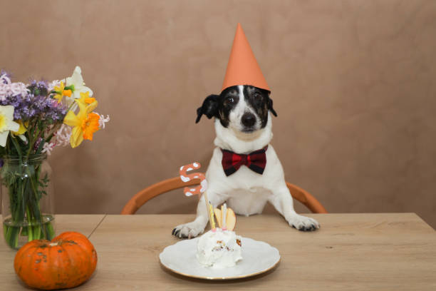 istock jack russel celebrating birthday with cake 1213879376