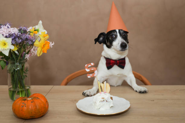 istock jack russel celebrating birthday with cake 1213879382