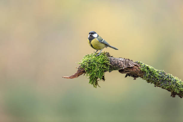 istock Koolmees, great tit, Parus major 1213879524