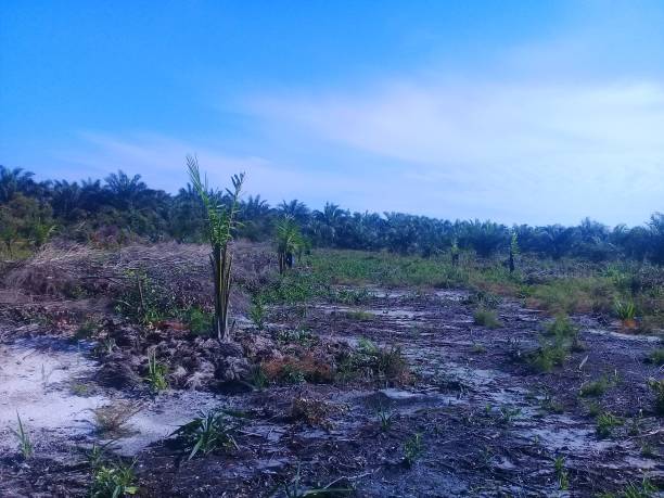 istock New oil palm plantations 1213880581