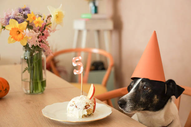 istock jack russel celebrating birthday with cake 1213881061