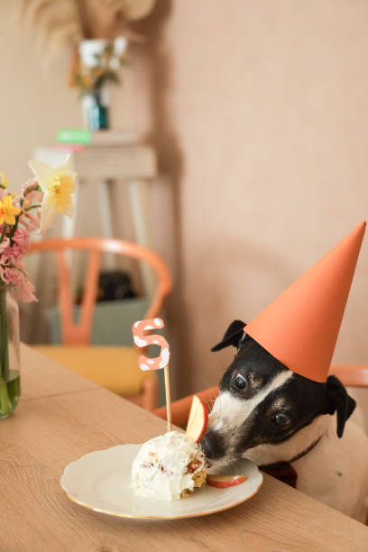 istock jack russel celebrating birthday with cake 1213881830