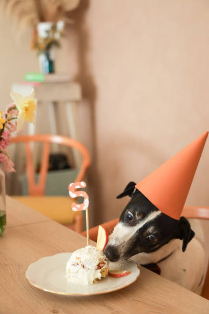 istock jack russel celebrating birthday with cake 1213881833