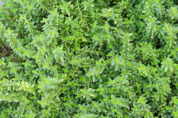 Thyme herb plants making for a green garden background