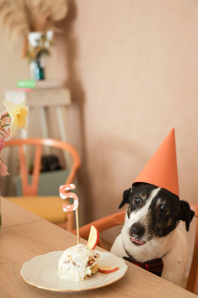istock jack russel celebrating birthday with cake 1213882178