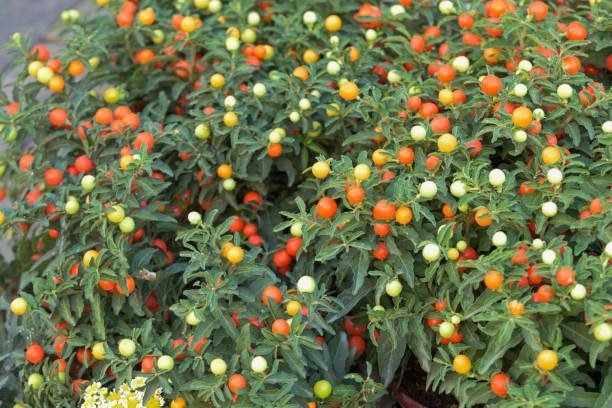 istock Ornamental Pepper Plant or Solanum pseudocapsicum 1213882420