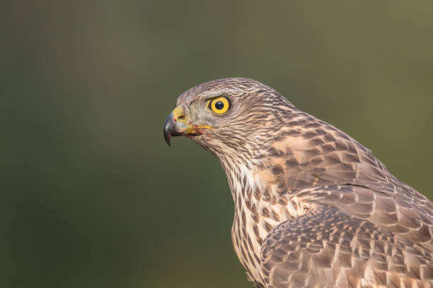 istock Acipiter gentilis, havik, Northern Goshawk 1213882506