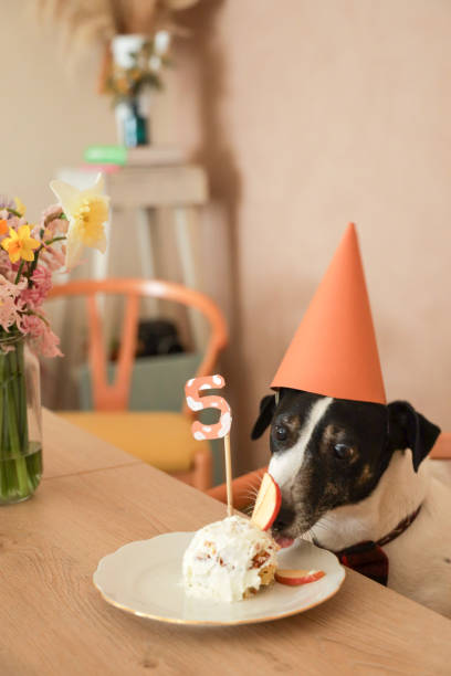 istock jack russel celebrating birthday with cake 1213882537