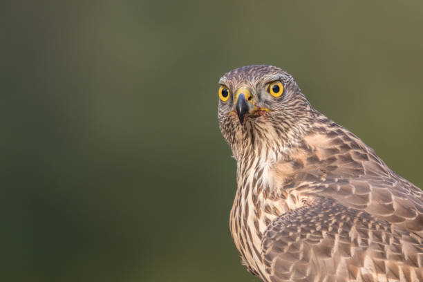 istock Acipiter gentilis, havik, Northern Goshawk 1213882558