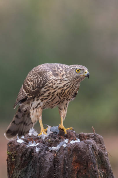 istock Acipiter gentilis, havik, Northern Goshawk 1213882605