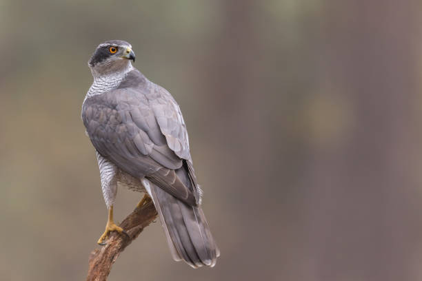 istock acipiter gentilis, havik, Northern Goshawk 1213882647