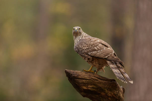 istock Accipiter gentilis, northern goshawk, havik 1213882729