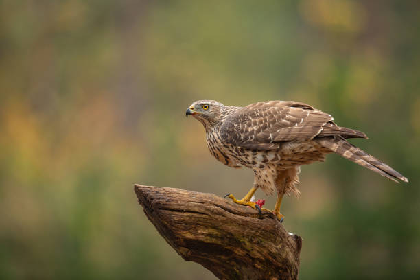 istock Accipiter gentilis, northern goshawk, havik 1213883288