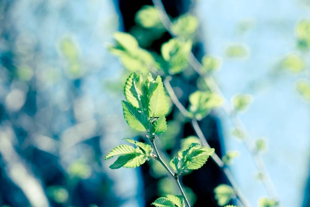 spring leaves on branch in forest lit by sunlight, beauty in springtime - sky brightly lit branch bud imagens e fotografias de stock