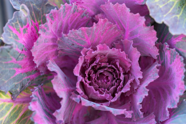 Ornamental Red Cabbage Plant for the garden