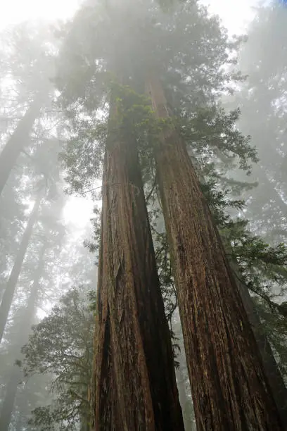 Photo of Two big sequoia trees, vertical