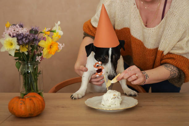 istock jack russel celebrating birthday with cake 1213883549