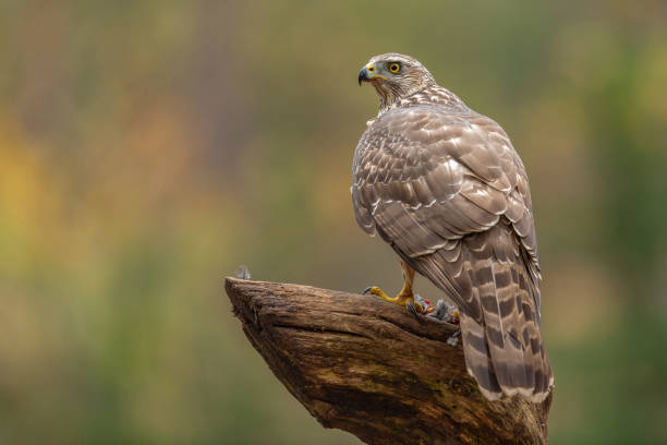 istock Accipiter gentilis, northern goshawk, havik 1213883591