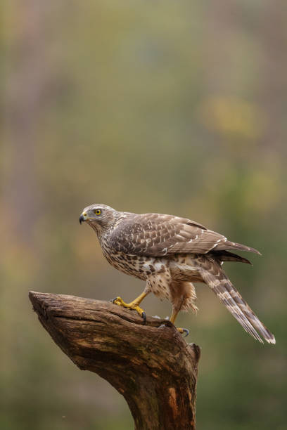 istock Accipiter gentilis, northern goshawk, havik 1213883610