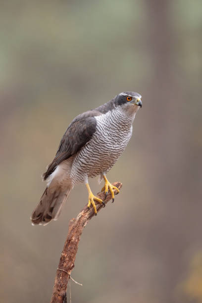 istock acipiter gentilis, havik, Northern Goshawk 1213883628