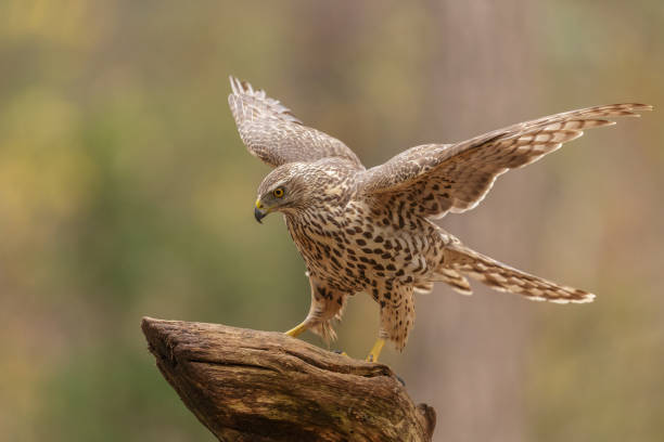 istock Accipiter gentilis, northern goshawk, havik 1213883687