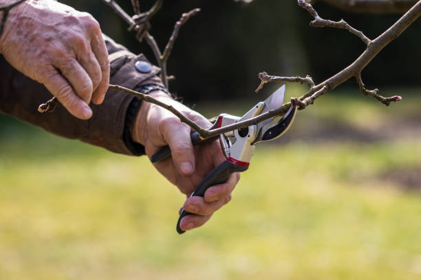 istock Old farmer cutting branch by pruning shears, gardening at springtime 1213884038