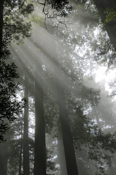 istock Sunrays in morning fog vertical 1213884071