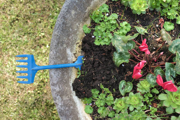 rake and cyclamens in the garden