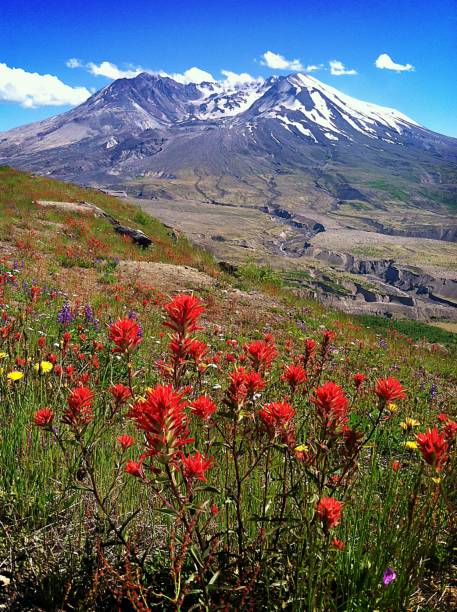 Mount Saint Helens Wildflowers Vibrant wildflowers like Indian Paintbrush thrive in the volcanic soil of Mount Saint Helens. mount st helens stock pictures, royalty-free photos & images