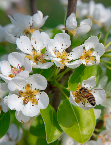 flores de pera abejas y margeritas en verde y jardín de flores fiori di pero api e margerite en giardino verde e fiorito photo