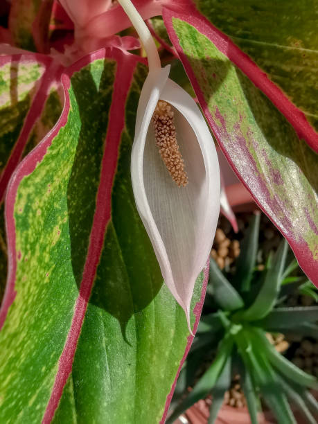 flower imitating the female sex. aglaonema blossoms looking like female vagina. selective focus - passion sexual activity sexual issues sex imagens e fotografias de stock