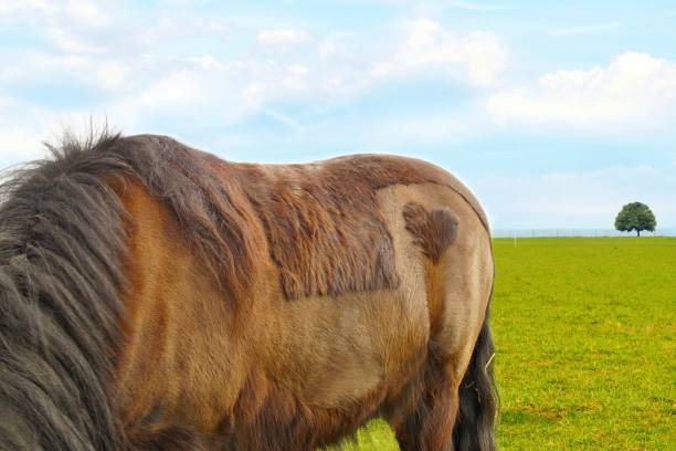 ein lorbeerpferd, new forest pony (dülmener) auf einer grünen wiese, mit einem herzförmigen fleck auf dem rumpf. new forest horse mit einem platz in form von herz, aus nächster nähe. konzeptbild von valentinstag, freundschaft, vertrauen, liebe und sch - herbivorous close up rear end animal head stock-fotos und bilder