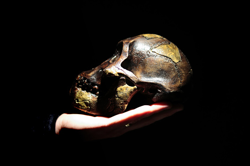 Model of human ancestor skull (Australopithecus afarensis) on a hand. Dark background.