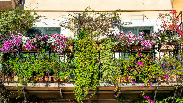 Flowery balcony with ivy, petunia and bougainvillea in Rome