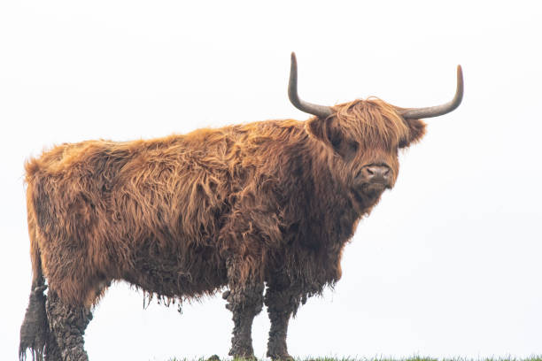 istock A Highland Cow in a field 1213890641