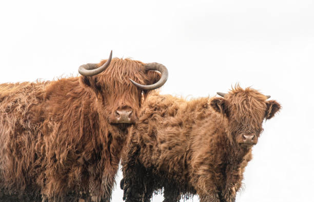 istock A Highland Cow in a field 1213890703