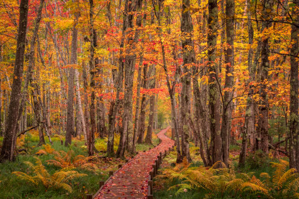 Sier De Mont, Acadia Boardwalk through the forest, Acadia National Park, Maine acadia national park maine stock pictures, royalty-free photos & images