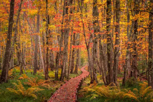 Boardwalk through the forest, Acadia National Park, Maine