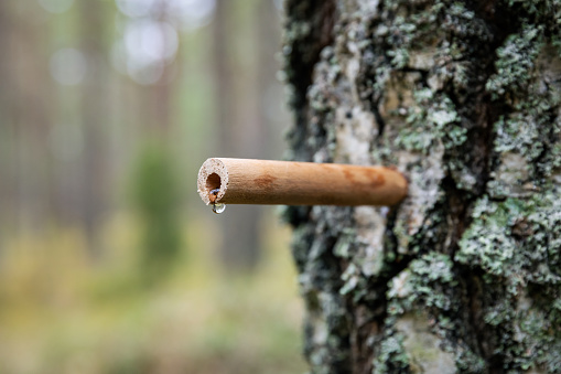 birch sap tapping in the spring. wooden tap with drop in tree trunk