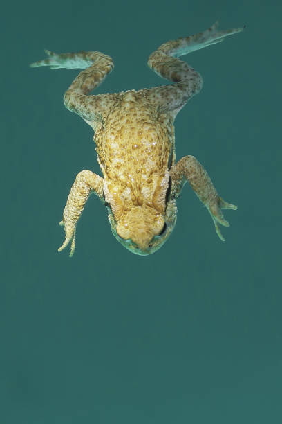 istock A yellow frog swimming in a green water 1213892054
