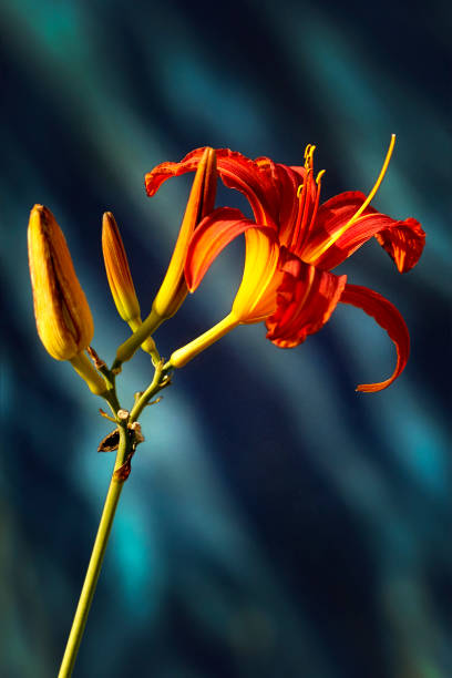 istock Red daylily on abstract gardens background 1213895631