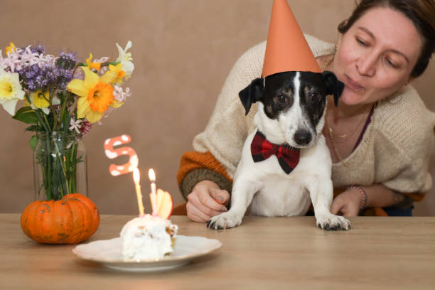 istock jack russel celebrating birthday with cake 1213895722