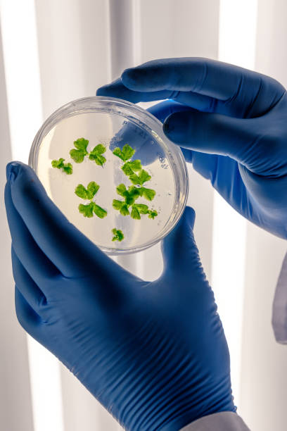 istock Scientific handling cultures in petri dishes in bioscience laboratory refrigerator. Concept of science, laboratory and study of diseases. Coronavirus (COVID-19) treatment developing. 1213896274