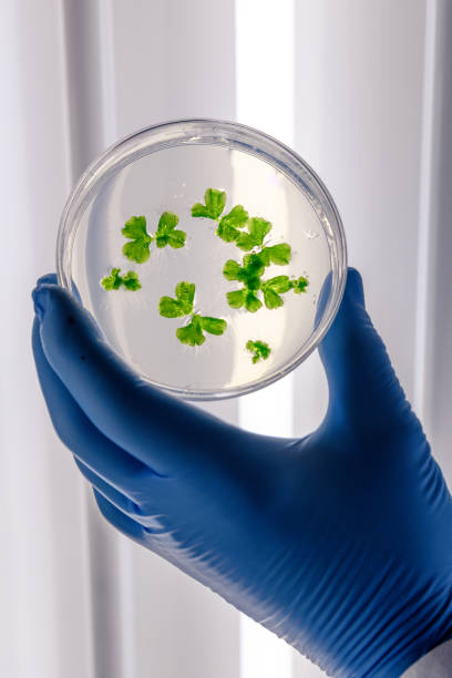 istock Scientific handling cultures in petri dishes in bioscience laboratory refrigerator. Concept of science, laboratory and study of diseases. Coronavirus (COVID-19) treatment developing. 1213896309