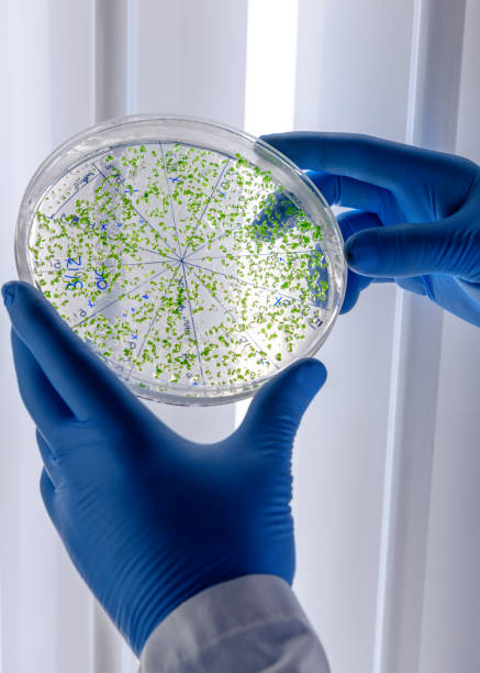 istock Scientific handling cultures in petri dishes in bioscience laboratory refrigerator. Concept of science, laboratory and study of diseases. Coronavirus (COVID-19) treatment developing. 1213896341