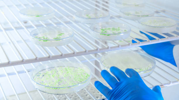 istock Scientific handling cultures in petri dishes in bioscience laboratory refrigerator. Concept of science, laboratory and study of diseases. Coronavirus (COVID-19) treatment developing. 1213896364