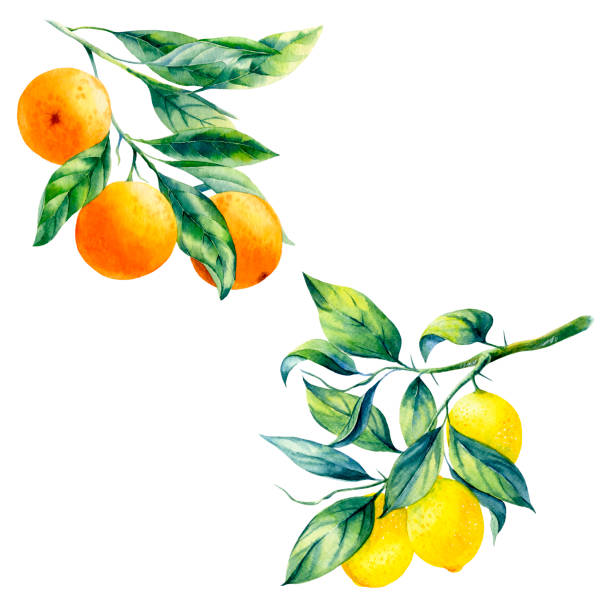 illustrations, cliparts, dessins animés et icônes de citrons et oranges - lemon portion citrus fruit juice