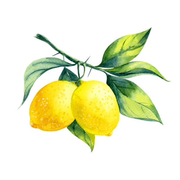 illustrations, cliparts, dessins animés et icônes de branche de citron d’aquarelle - lemon